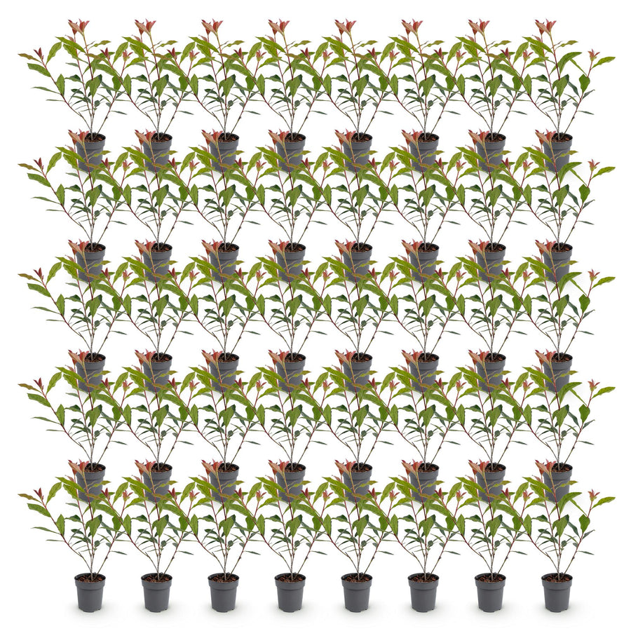 Photinia fraseri Carre Rouge — Glansmispelhaag, 40 stuks, 25-35 cm