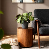 Green boutiQ - Kamerplant - Maranta Fascinator Silverband - Gebedsplant - Huisdiervriendelijke Plant - Groen - 1 Plant - met Potter Grijs - Pot 12cm - Hoogte 25cm