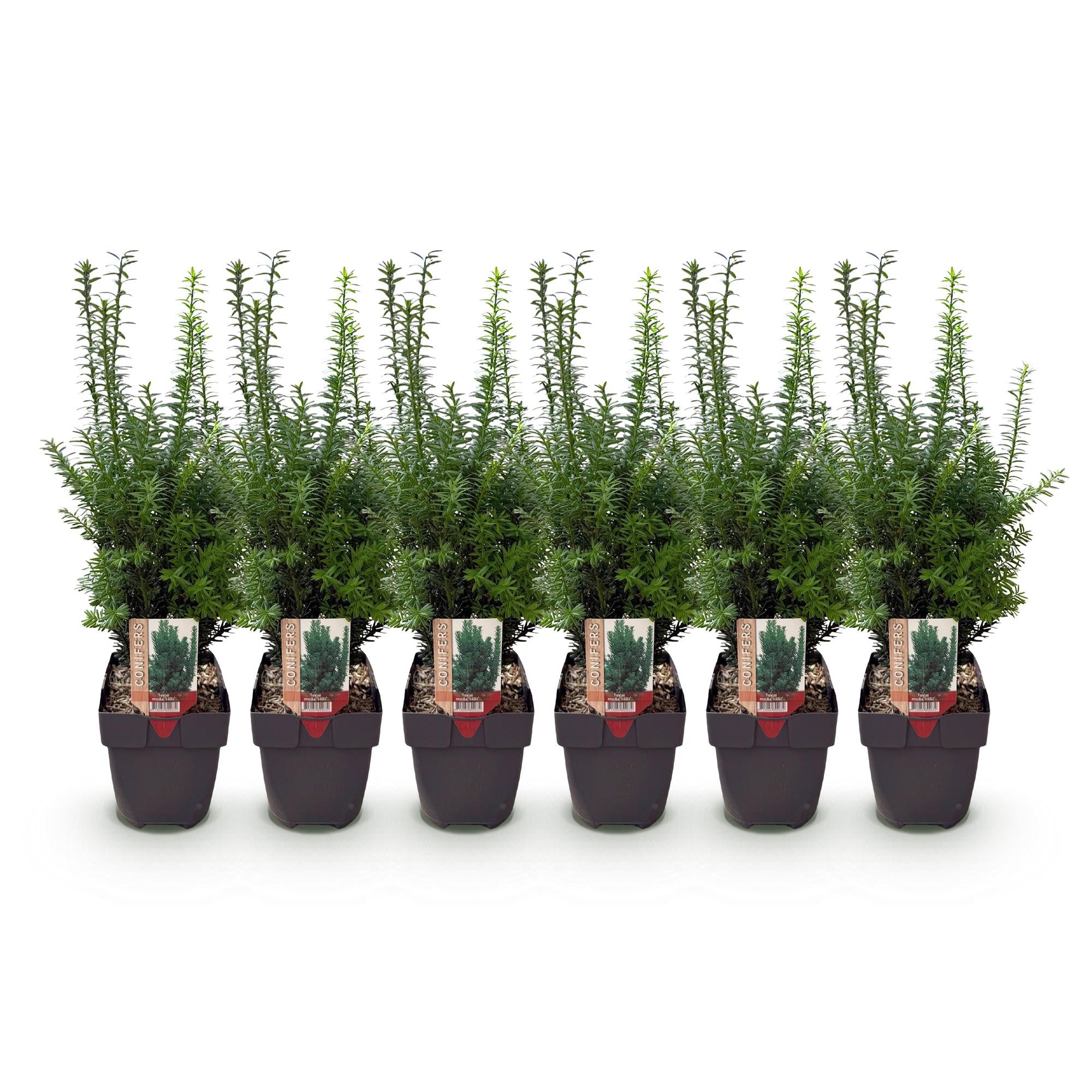 Green boutiQ - Haagplanten - Taxus media Hilii - blad groen - 6 planten - 1 strekkende meter - groenblijvend - pot 17cm hoogte 60cm