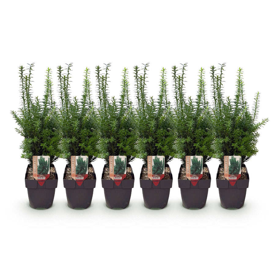 Taxus media Hilii — Venijnboomhaag, 6 planten (1 strekkende meter), 60 cm
