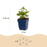 Green boutiQ - Vasteplant - Anemone hup. Splendens - Herfst Anemoon - Schaduw - Donker Roze - 12 Planten - Pot 11cm - Hoogte 15-25cm