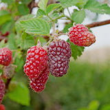 Green boutiQ - Fruitplant - Taybes - Rubus Tayberry- Rode Vrucht - 2 planten -Pot 11cm Hoogte 40cm