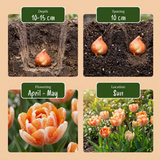 24x Tulipa Candle Light - Tulp Kaarslicht - Diversen - Voorjaarsbloeier - Bolmaat 11/12