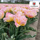 Tulpenbollen Password — roze dubbelbloemige tulp, 20 stuks (maat 11/12)