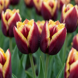 15x Tulipa My Favourite Topping - Tulp Mijn Favoriete Topping - Diversen - Voorjaarsbloeier - Bolmaat 11/12
