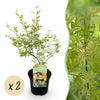 Green boutiQ - Terrasplant - Japanse Esdoorn - Acer palmatum Methamorphosa - Groen - 2 Planten - Bladverliezend - Pot 19cm Hoogte 70cm