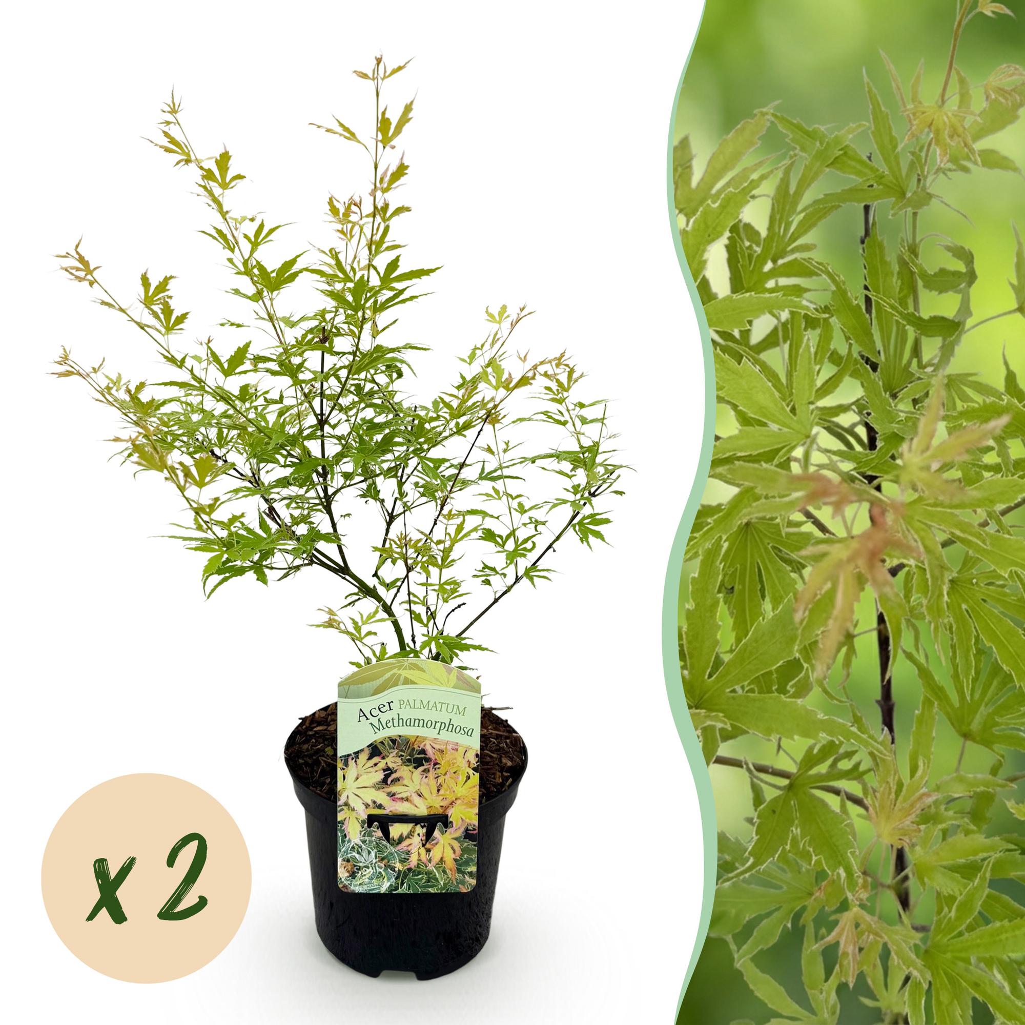 Green boutiQ - Terrasplant - Japanse Esdoorn - Acer palmatum Methamorphosa - Groen - 2 Planten - Bladverliezend - Pot 19cm Hoogte 70cm
