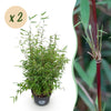 Green boutiQ - Grassen - Fargesia nitida Red Dragon - Niet Woekerende Bamboe - Bladhoudend - Groen - 2 Planten - Pot 23 cm - Hoogte 80 cm