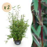 Green boutiQ - Grassen - Fargesia nitida Red Dragon - Niet Woekerende Bamboe - Bladhoudend - Groen - 2 Planten - Pot 23 cm - Hoogte 80 cm