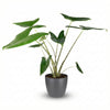 Green boutiQ - Kamerplant - Olifantsoor - Alocasia Zebrina - Groen - Weinig onderhoud - 1 Plant - met Potter Grijs - Pot 21 cm - Hoogte 70 - 75cm