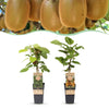 Green boutiQ - Fruitplant - Actinidia Weiki & Hayward - Kiwiplant - 1 Mannelijke - 1 Vrouwelijke - Planten - Groen - Pot 15cm - Hoogte 50cm