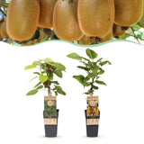 Green boutiQ - Fruitplant - Actinidia Weiki & Hayward - Kiwiplant - 1 Mannelijke - 1 Vrouwelijke - Planten - Groen - Pot 15cm - Hoogte 50cm