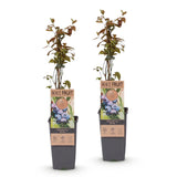 Green boutiQ - Fruitplant - Vaccinium corymbosum Jersey - Bosbes - Winterhard - Blauwe Bes - 2 Planten - Pot 15cm - Hoogte 50cm