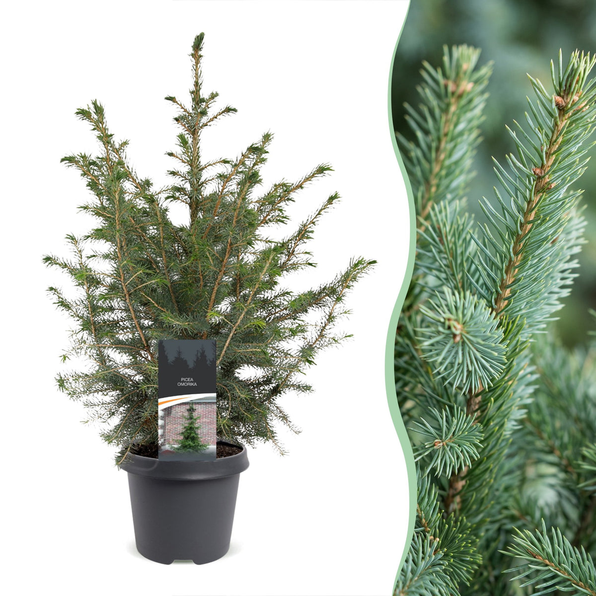 Servische spar kerstboom — Ø23 cm, 70 cm hoog