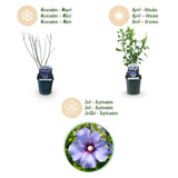 Green boutiQ - Tuinplant - Hibiscus syriacus Oiseau Blue - Tuin Hibiscus - Winterhard - Blauw - 3 Planten - Pot 17cm - Hoogte 45cm