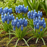 Green boutiQ - Bloembollen - Muscari Armeniacum - Kleur Blauw - 50 stuks - Bolmaat 8/9 - XXL Pack