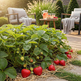 Green boutiQ - Fruitplanten - Aardbei - Fragaria Elvira - Winterhard - 6 Planten - Pot 9 cm - Rode Aardbei
