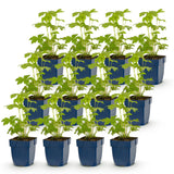 Green boutiQ - Vasteplant - Delphinium Tricolour - Ridderspoor - Bijen- en vlinderlokkers - Paars - Roze - Wit - 12 Planten - Pot 11cm - Hoogte 15-25cm