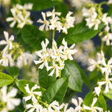 Green boutiQ - Toscaanse jasmijn - Trachelospermum jasminoides - Bloem Wit - Groenblijvend- 2 planten - Pot 11cm Hoogte 40cm