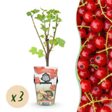 Green boutiQ - Fruitplanten - Rode Bes - Ribes rubrum Jonkheer van Tets- Winterhard - 3 Planten - Pot 9 cm - Rode Bes