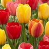 80x Tulipa Darwin Hybride mix - Darwin-tulp mix - Diversen - Voorjaarsbloeier - Bolmaat 10/12