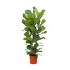 Ficus Lyrata struik - 140 cm - Ø27