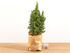 Mini-kerstboom - Chamaecyparis - 25-30 cm hoog + Verlichting