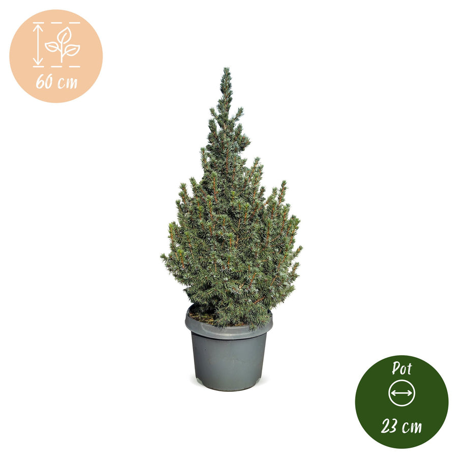 Set van 2 – Pot Ø23 cm · 60 cm hoog · Blauwe kegelspar kerstboom (foto 5)