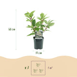 Green boutiQ - Pluim Hortensia - Hydrangea panniculata Wims Red - Bloem Wit Rood- 3 Planten - 1 m2 - Bladverliezend - Grote Bloemen - Pot 17cm Hoogte 50cm