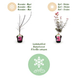 Green boutiQ - Terrasplant - Japanse Esdoorn - Acer palmatum Skeetsers Broom - Paars - 1 Plant - Bladverliezend - Pot 19cm Hoogte 70cm