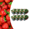 Aardbeien 6 pack (Fragaria) 100% biologisch 8x
