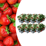 Aardbeien 6 pack (Fragaria) 100% biologisch 8x