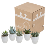 Gasteria/Haworthia mix 5,5cm - in witte pot - 5x