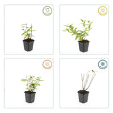 24x Hypericum inodorum 'Annebel' - ↕10-25cm - Ø9cm
