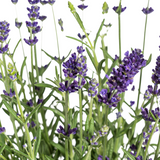 8x Lavandula Angustifolia Ø13cm - ↕30 - 40cm