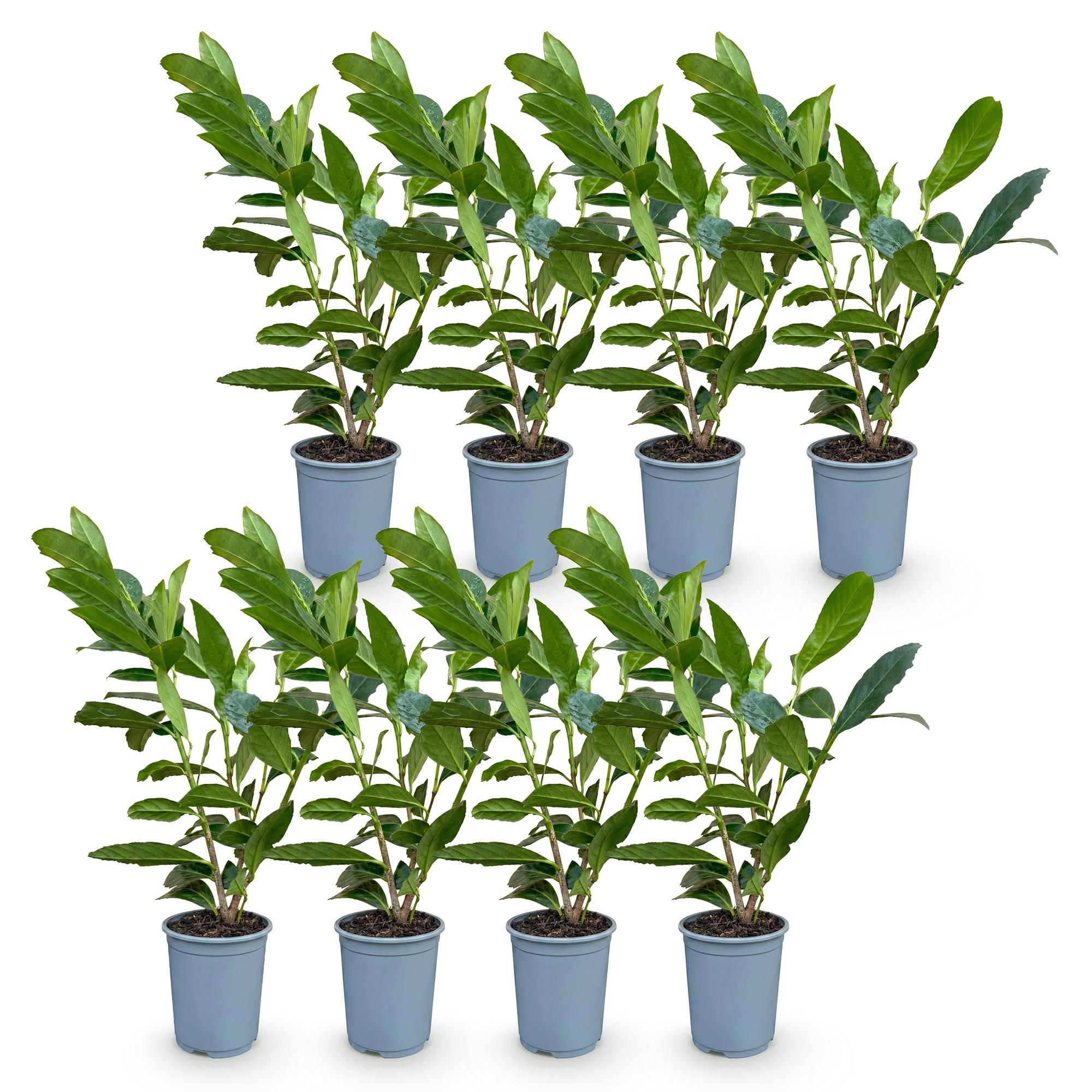 Green boutiQ - 8x Prunus laur. Caucasica - Laurierkers - Haagplanten - Groenblijvend - Groen - Pot 9cm - Hoogte 25-35cm
