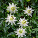 Green boutiQ - Passiebloem - Passiflora Avalanche- BloemWit- Weinig onderhoud - 2 planten - Pot 11cm Hoogte 40cm