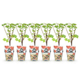 Green boutiQ - Fruitplanten - Rode Bes - Ribes rubrum Jonkheer van Tets- Winterhard - 6 Planten - Pot 9 cm - Rode Bes