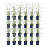 Green boutiQ - Grassen - Miscanthus sin. Morning Light - Pampusgras - Met Pluim - Zilver - 24 Planten - Pot 11cm - Hoogte 15-25cm
