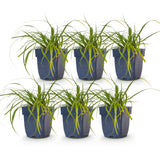 Green boutiQ - Grassen - Carex oshimensis Evergreen - Japanse Zegge - Groenblijvend - Groen - 6 Planten - Pot 11cm - Hoogte 15-25cm