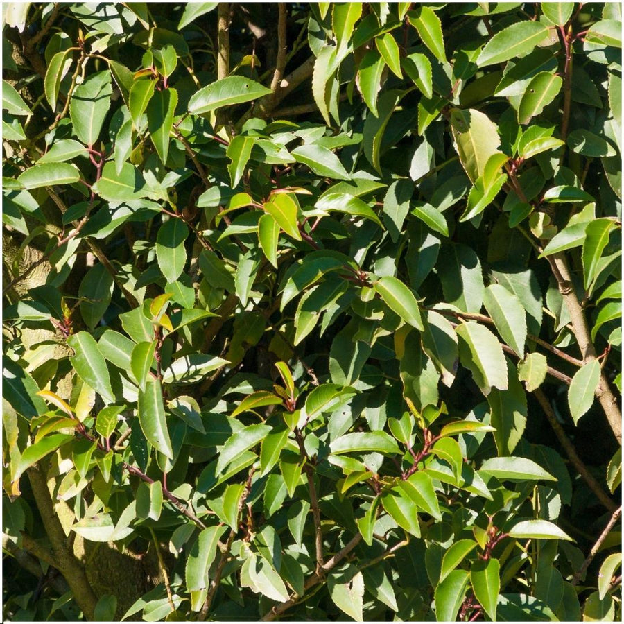 Prunus lusitanica 'Angustifolia' — Portugese laurierhaag, 6 planten (1 strekkende meter)