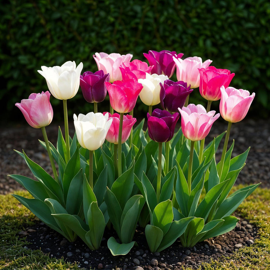Tulpenbollen Pastel mix — gemengde kleuren, 12 stuks (bolmaat 11/12)