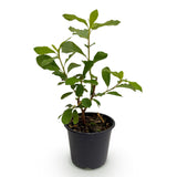 Green boutiQ - Tuinplant - Cornus Florida - Bloem Wit-Roze - 1 Plant - Bladverliezend - Weinig Onderhoud - Pot 12cm Hoogte 35cm