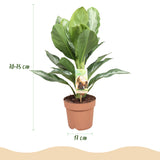 Green BoutiQ - Green is... Kamerplanten - Aglaonema Silver Bay - Zilverblad - Weinig onderhoud - Groen - 2 Planten - Pot 17cm - Hoogte 70-75cm