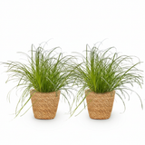 Green boutiQ - Kamerplant - Cyperus alternifolius Zumula - Kattengras - Huisdiervriendelijke Plant - Groen - 2 Planten - met Mand - Pot 12cm - Hoogte 20cm