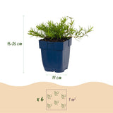 Green boutiQ - Vasteplant - Phlox Tricolour - Vlambloem - Bodembedekkend - Paars - Roze - Wit - 24 Planten - Pot 11cm - Hoogte 15-25cm