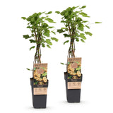 Green boutiQ - Fruitplant - Ribes rubrum Witte Parel - Bessenplant - Winterhard - Witte Bes - 2 Planten - Pot 15cm - Hoogte 50cm