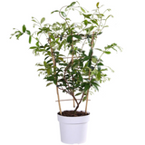 Trachelospermum 'Star of Toscana' - Toscaanse Jasmijn Geel - Ø15cm - ↕65cm