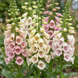 Green boutiQ - Vasteplant - Digitalis purp. Gloxiniiflora - Vingerhoedskruid - Schaduw - Wit-Roze - 1 Plant - Pot 11cm - Hoogte 15-25cm