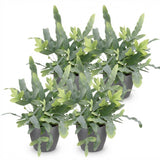 Green boutiQ - Kamerplant - Phlebodium aureum Blue Star - Blauwe Varen - Huisdiervriendelijke Plant - Blauw - 4 Planten - met Potter Grijs - Pot 12cm - Hoogte 25cm